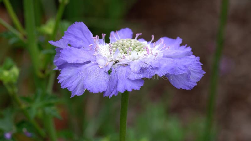 Closeup shit of a Scabious flower head stock photos