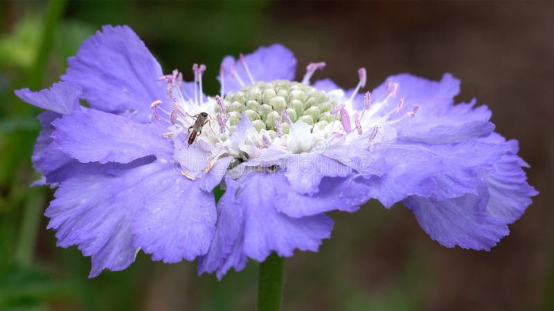 Closeup shit of a Scabious flower head royalty free stock photography