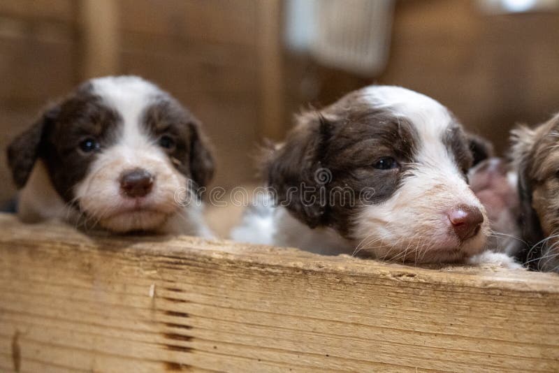 Closeup shot of adorable brown and white puppies stock photography