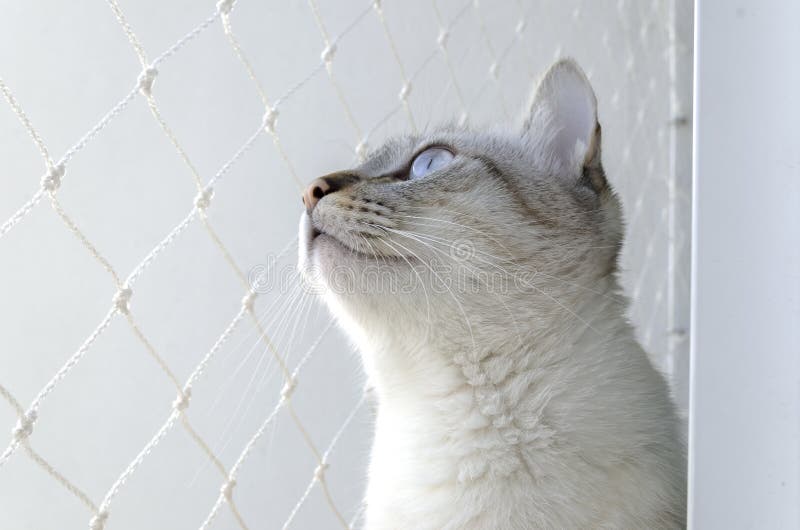 Closeup shot of an adorable cat with blue eyes looking up stock images