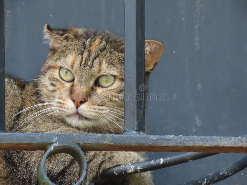 Closeup shot of an adorable cat looking behind metal bars royalty free stock photos