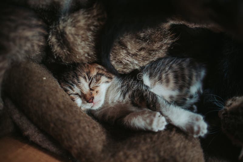 Closeup shot of an adorable kitten sleeping wrapped in a blanket stock image
