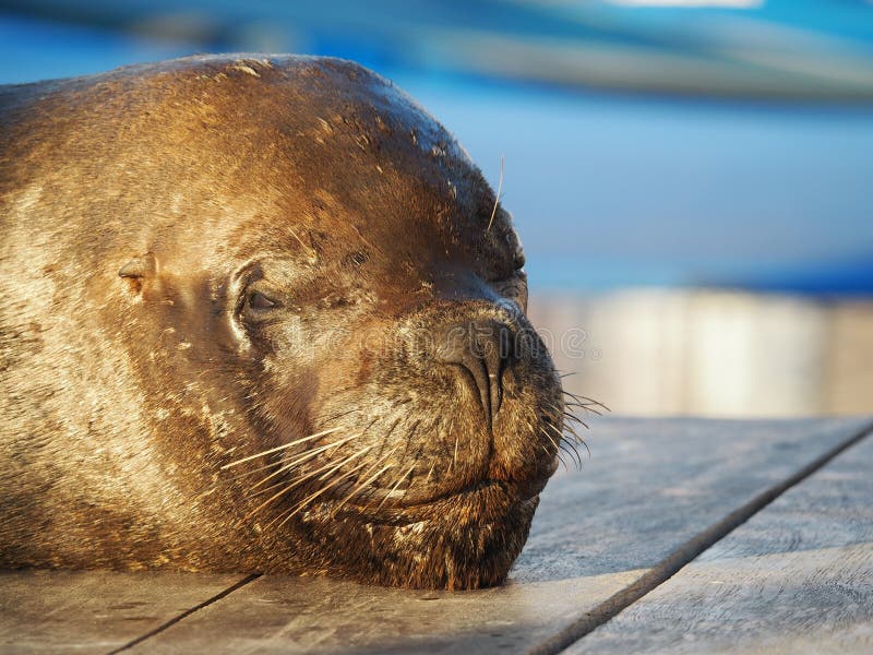 Closeup shot of an adorable sea lion on blurred background royalty free stock image