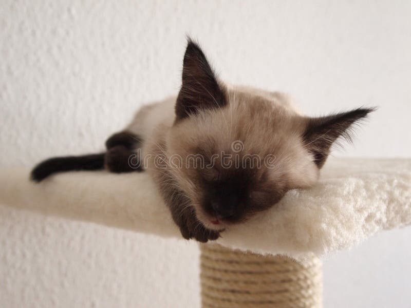 Closeup shot of an adorable sleeping Siamese cat stock photography