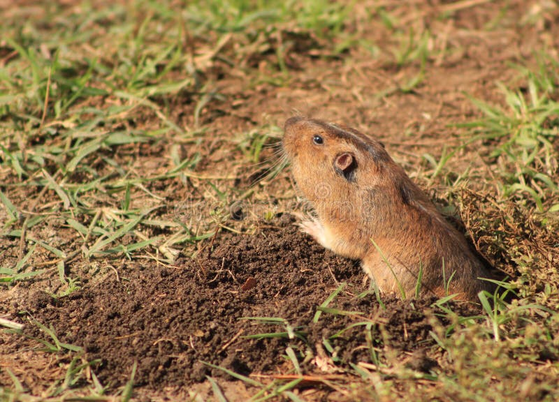 Closeup shot of an adorable tuco-tuco coming out of a burrow royalty free stock photo