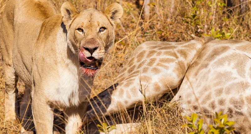 Closeup Shot of an African Lion Eating a Giraffe Stock Photo - Image of
