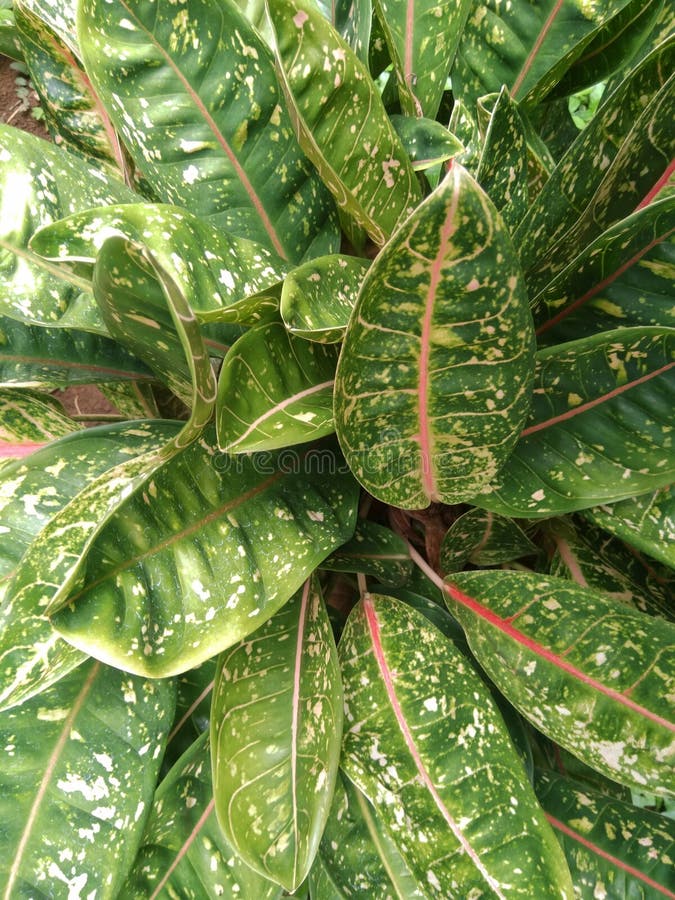 Closeup shot of aglaonema flower plant on the garden royalty free stock photo Closeup shot of aglaonema flower plant on the garden royalty free stock photo