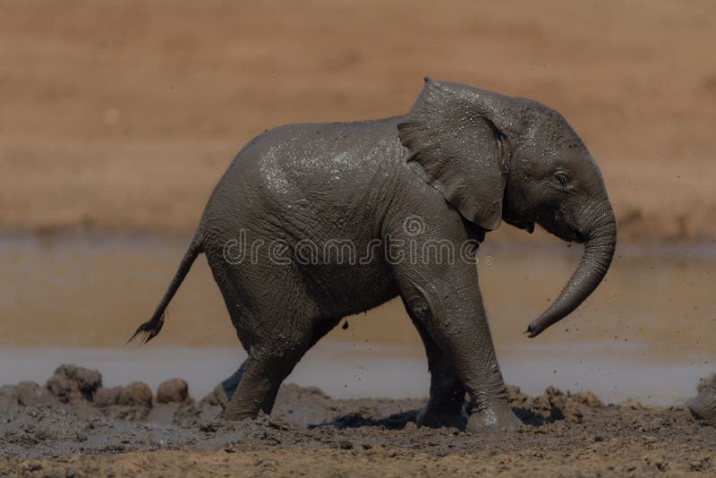 Closeup Shot of a Baby Elephant Walking in the Mud Stock Image - Image of  funny, cartoon: 167248843