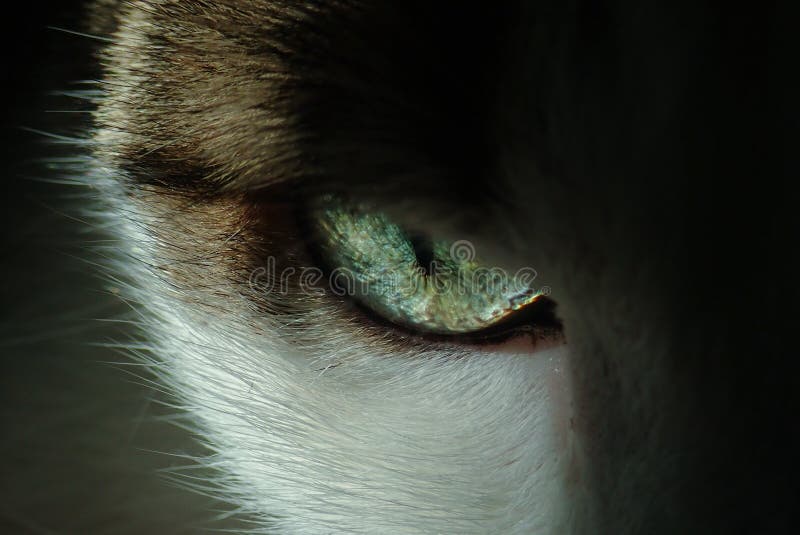 Closeup Shot of the Beautiful Eye of a Black and White Cat Stock Photo