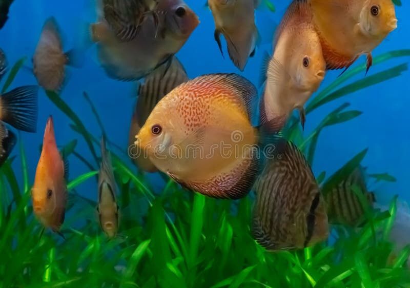 Closeup shot of beautiful orange discus fish