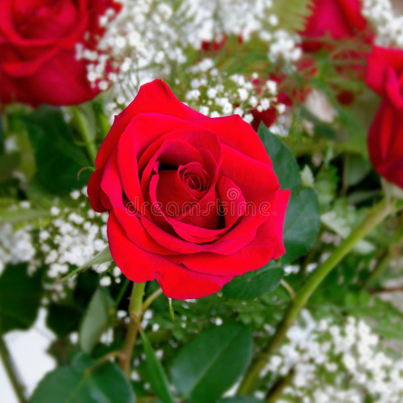 Beautiful Red Rose Rosaceae Rosoideae Rosa for Valentines Day Stock ...