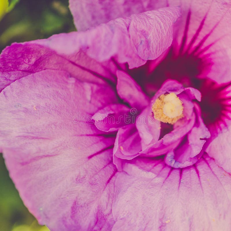 Closeup shot of a beautiful wild flower blooming in a field with some morning dew left on it.