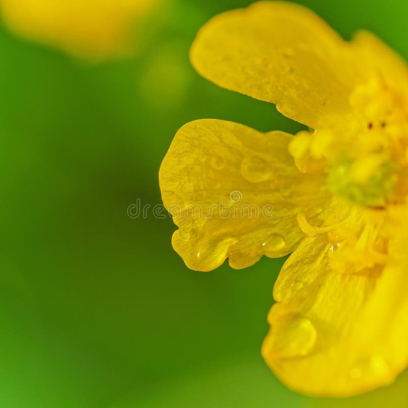 Closeup shot of a beautiful wild flower blooming in a field with some morning dew left on it.