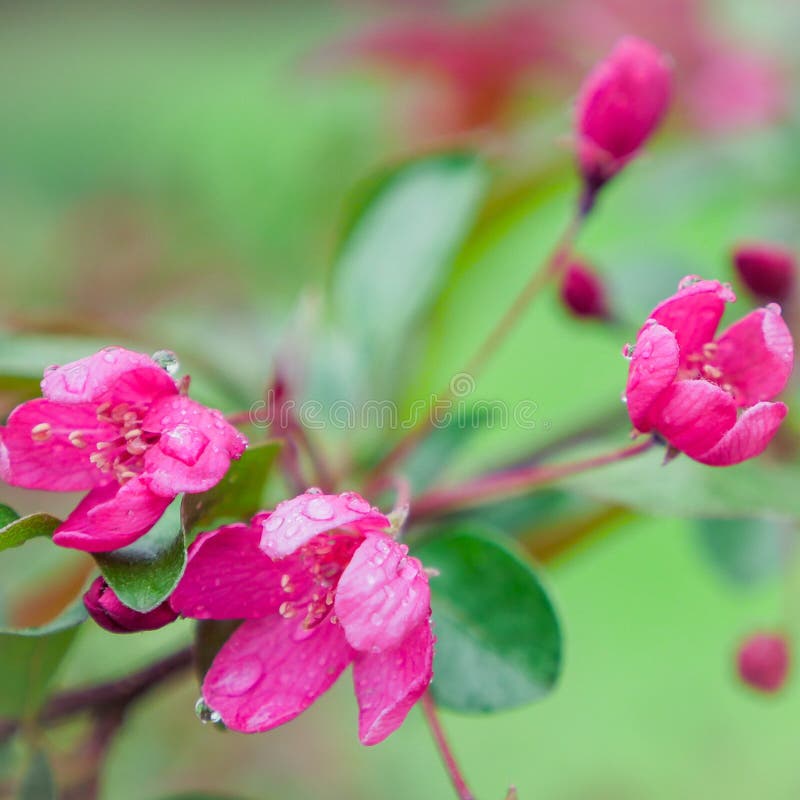 Closeup Shot Of A Beautiful Wild Flower Blooming In A Field With Some Morning Dew Left On It