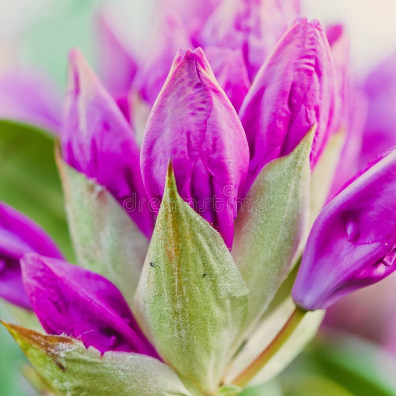 Closeup shot of a beautiful wild flower blooming in a field with some morning dew left on it.