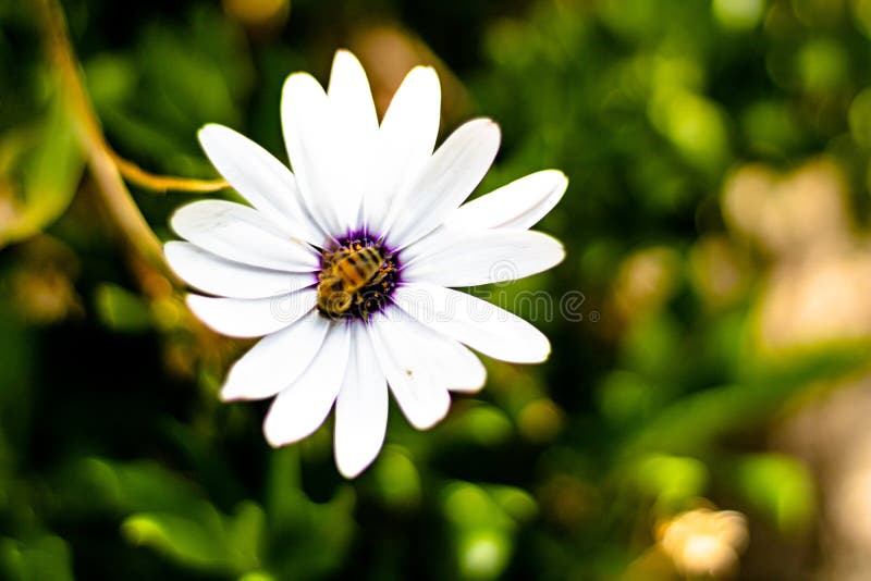 African Daisy White Blue Flower Stock Photos Free Royalty Free