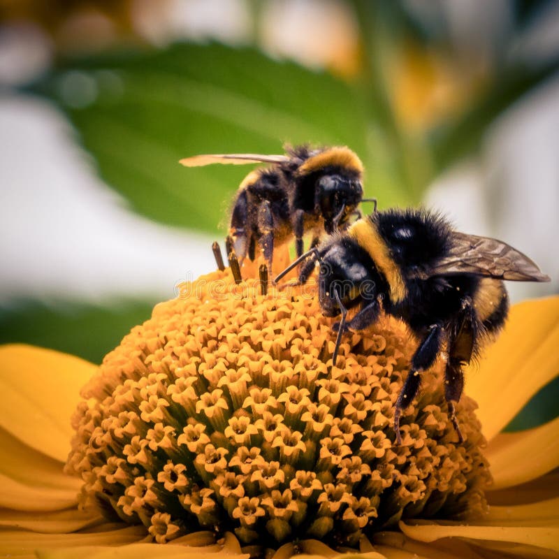 Closeup Shot of Bees on a Yellow Flower Stock Photo Image of blossom