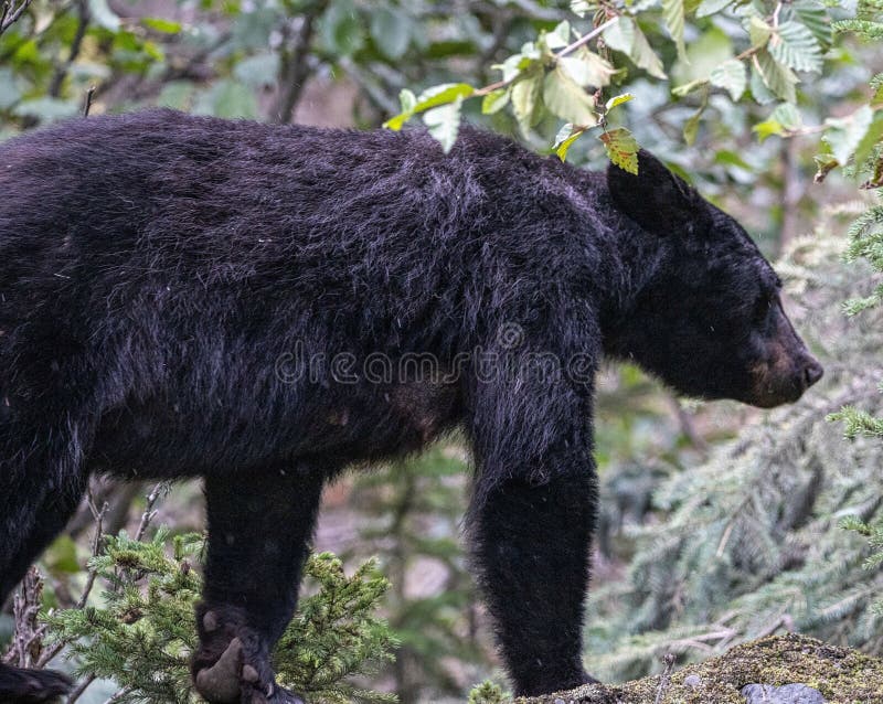 Closeup Shot of a Black Bear in Cooper Landing, Alaska Stock Image