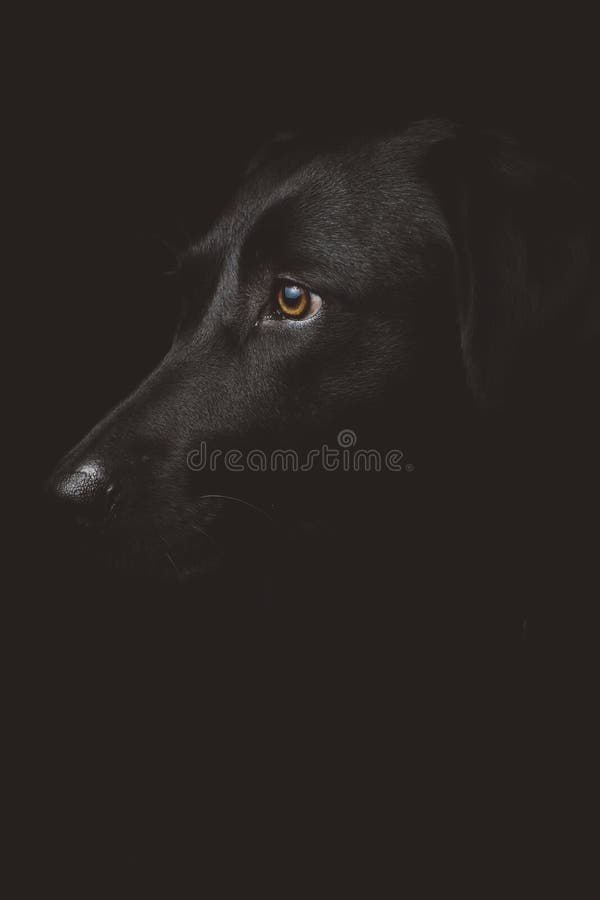 Closeup shot of a black dog`s head with brown eyes with a black background