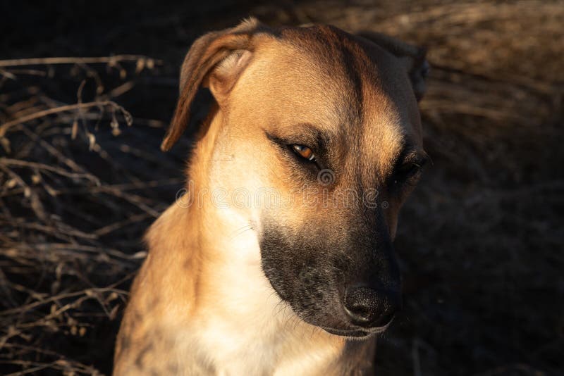 are bones safe for black mouth cur puppies