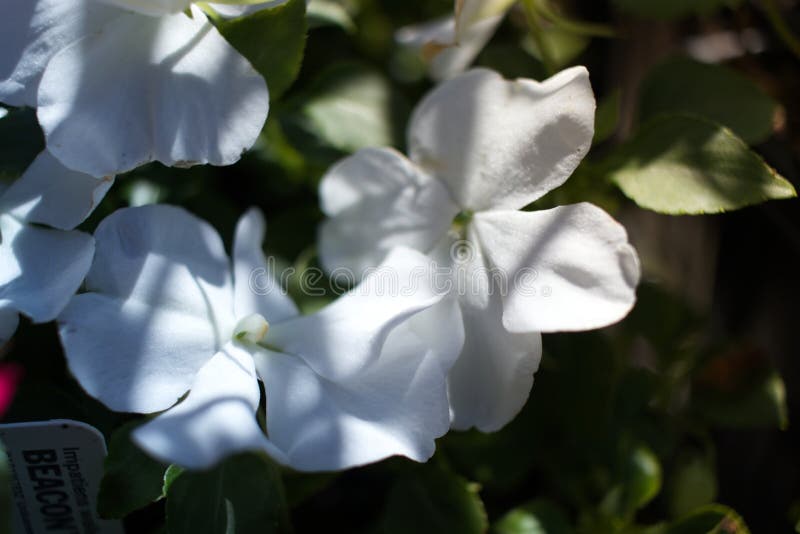 Two White Impatiens Flowers at Full Bloom Stock Image Image of