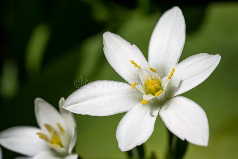4 434 Sorrel Flower Photos Free Royalty Free Stock Photos From Dreamstime 4 434 Sorrel Flower Photos Free Royalty Free Stock Photos From Dreamstime