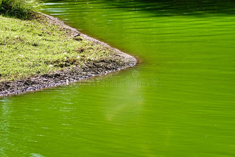 Closeup Shot of a Bright Green Lake Stock Photo Image of background, pond 207273898