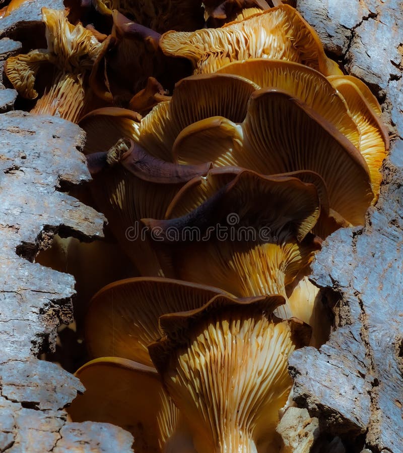Closeup shot of a cluster of mushrooms growing on a log stock photos