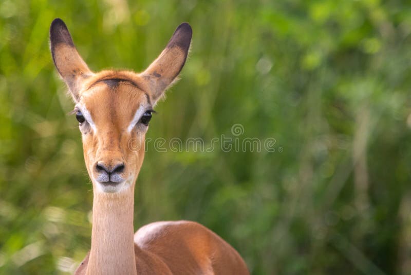 Baby antelope stock photo. Image of pronghorn, wildlife 43180122