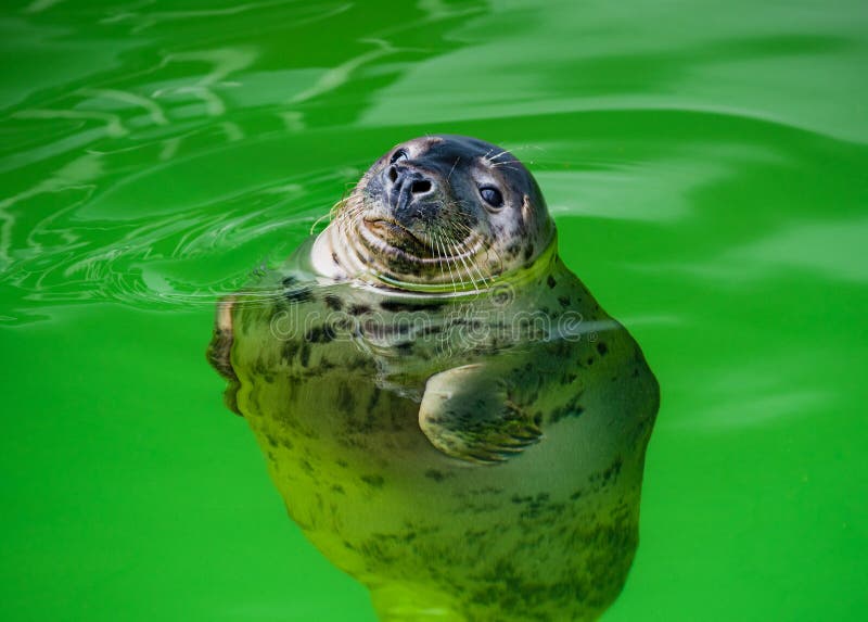 Baltic ringed seal in the water