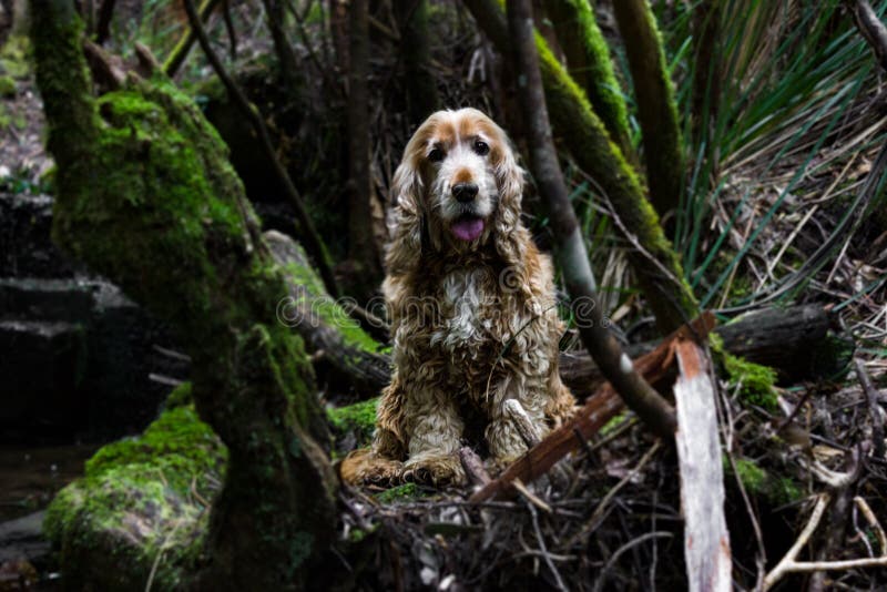 Closeup Shot of a Cute Cocker Spaniel Dog Sitting in a Natural