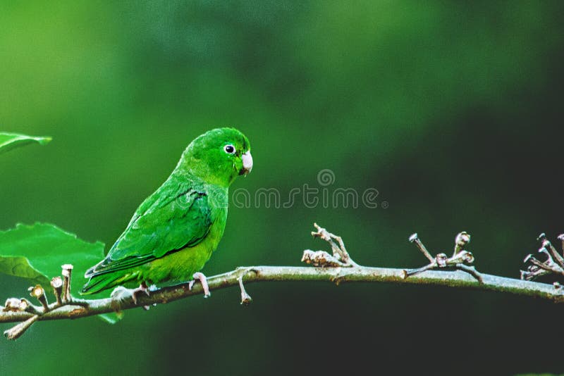 Closeup shot of a cute green parrot perched on a branch stock image