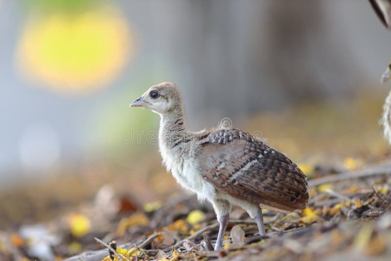 Closeup shot of a cute little Malleefowl stock photos