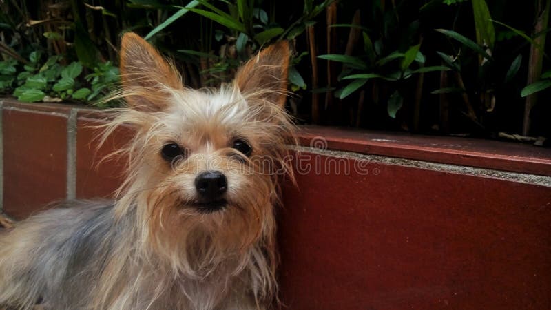 Closeup shot of cute little Yorkshire Terrier royalty free stock photo