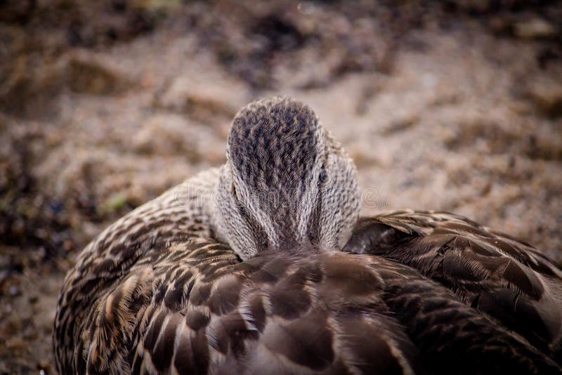 Closeup shot of a cute mallard duck sitting on the ground with blurred background royalty free stock photography Closeup shot of a cute mallard duck sitting on the ground with blurred background royalty free stock photography