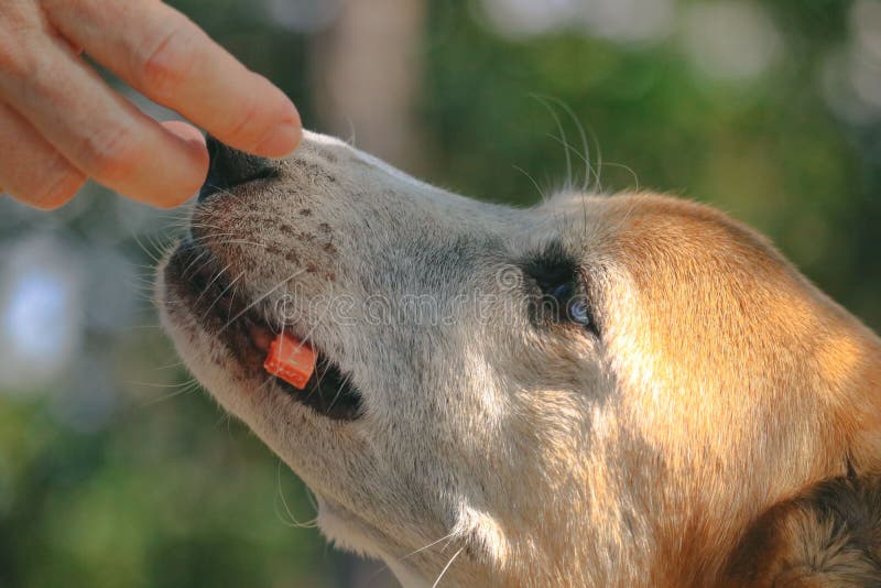 Closeup Shot of a Dog Being Touch by Its Owner Stock Photo Image of