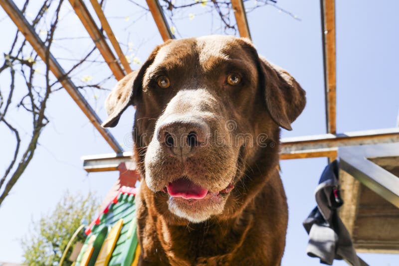 958 Cute Looking Brown Dog Big Eyes Big Ears Photos Free & Royalty