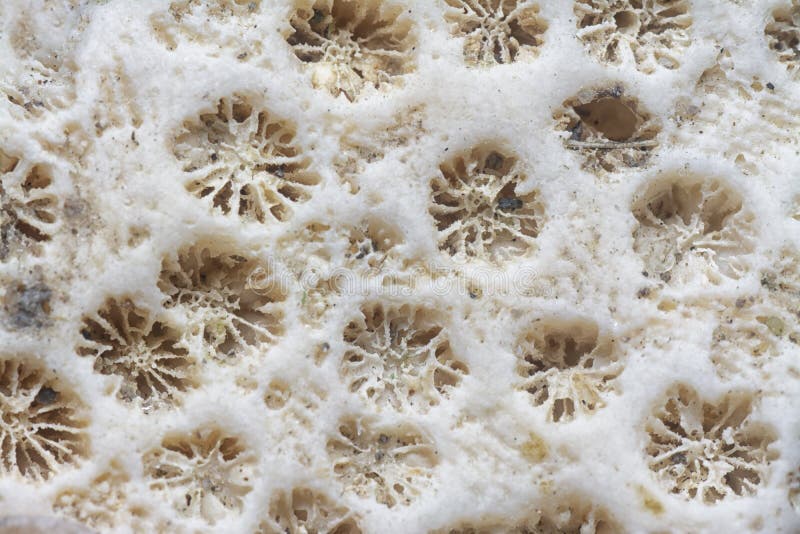 Closeup shot of the dried coral skeleton shell. stock photo