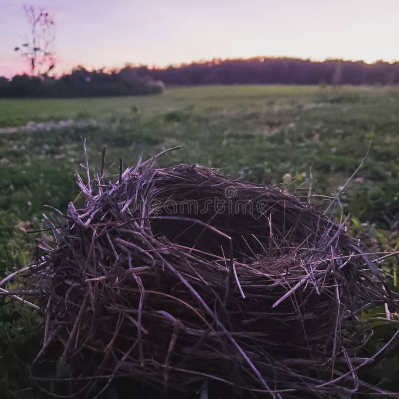 Closeup Shot of a Dry Bird S Nest on the Ground Stock Photo Image of