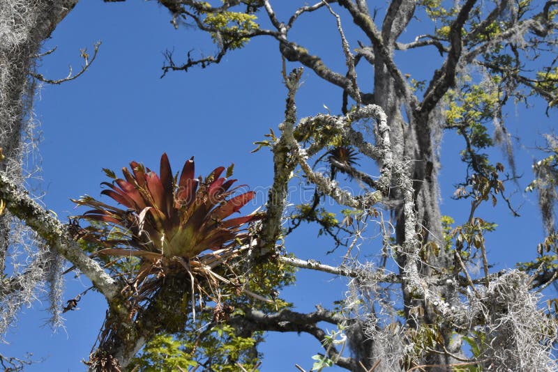 Closeup shot of epiphyte plant