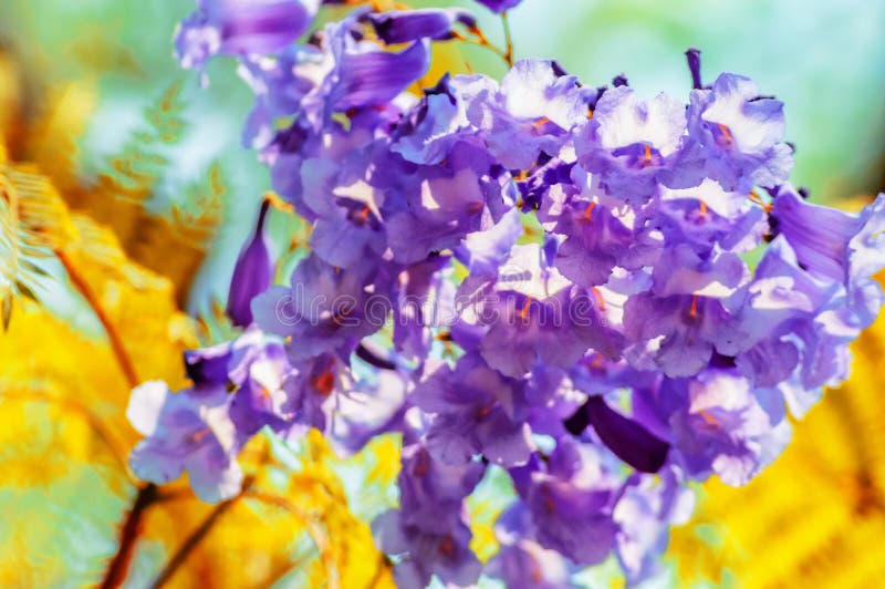 Closeup Shot of Exotic Purple Flowers Under the Sun Light Stock Image