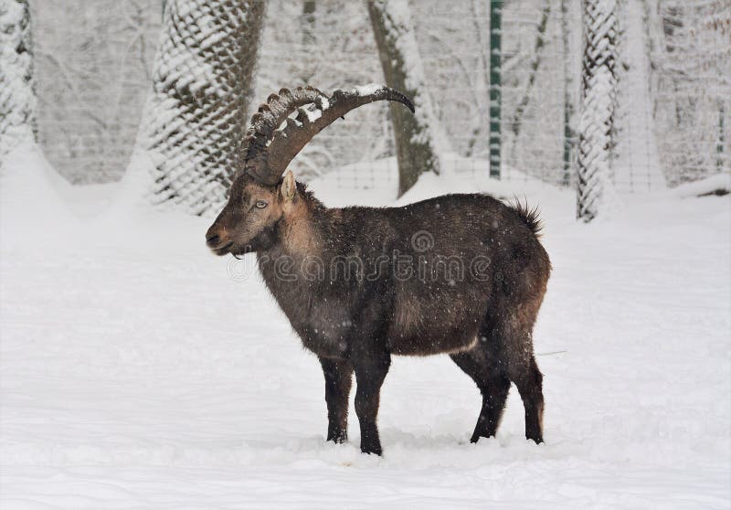 Closeup shot of feral goat standing in the snow stock photos