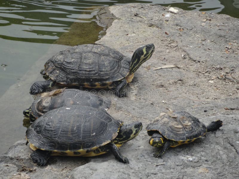 Closeup shot of Florida redbelly turtles stock photography