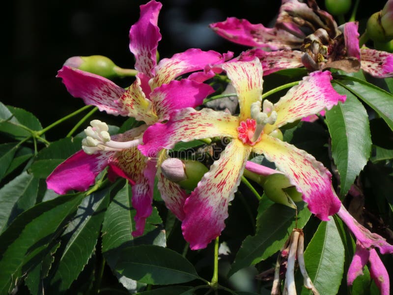 6 Floss Silk Tree Photos Free Royalty Free Stock Photos From Dreamstime 6 Floss Silk Tree Photos Free Royalty Free Stock Photos From Dreamstime