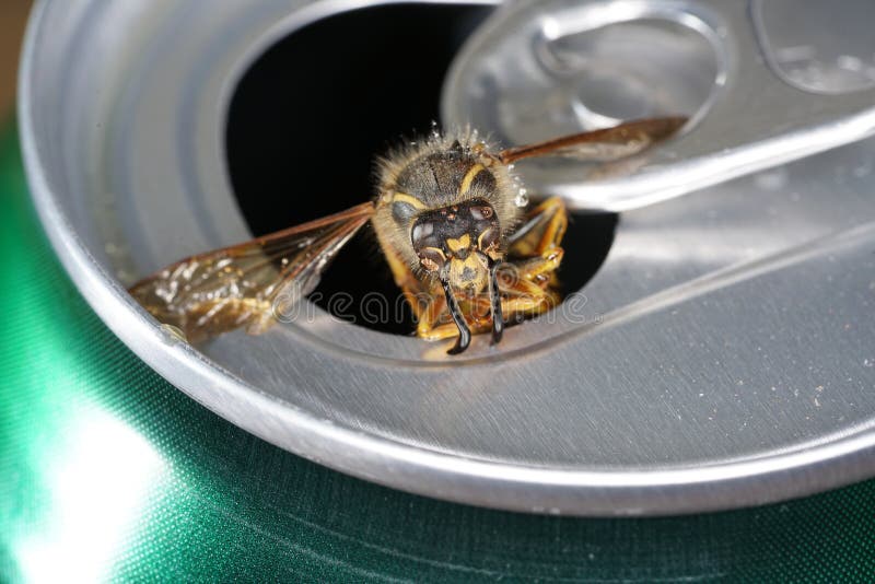 Closeup shot of a fluffy bee coming out from a can. A closeup shot of a fluffy bee coming out from a can stock photography Closeup shot of a fluffy bee coming out from a can. A closeup shot of a fluffy bee coming out from a can stock photography