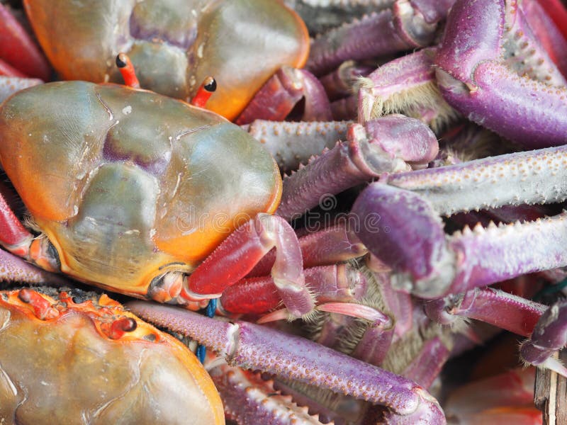Closeup shot of freshly caught crabs royalty free stock images