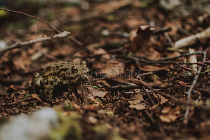 Closeup shot of a frog sitting on dry grass in a forest near a lake royalty free stock photos Closeup shot of a frog sitting on dry grass in a forest near a lake royalty free stock photos