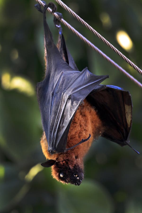 Fruit eater bat stock photo. Image of wild, nose, eater 107269598