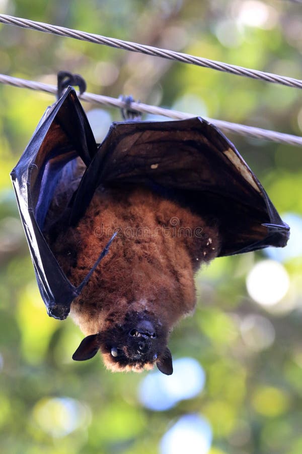 Fruit eater bat stock image. Image of shot, nature, wing 107269687
