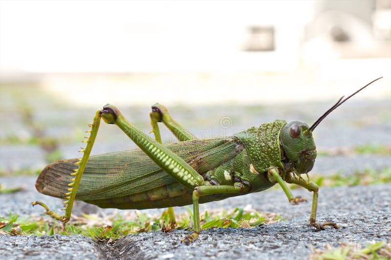 Closeup shot of a green cricket with a blurred background stock photo